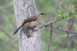 Image of Black-faced Babbler