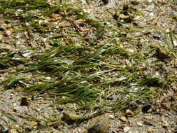 Image of Zostera noltii Hornem.