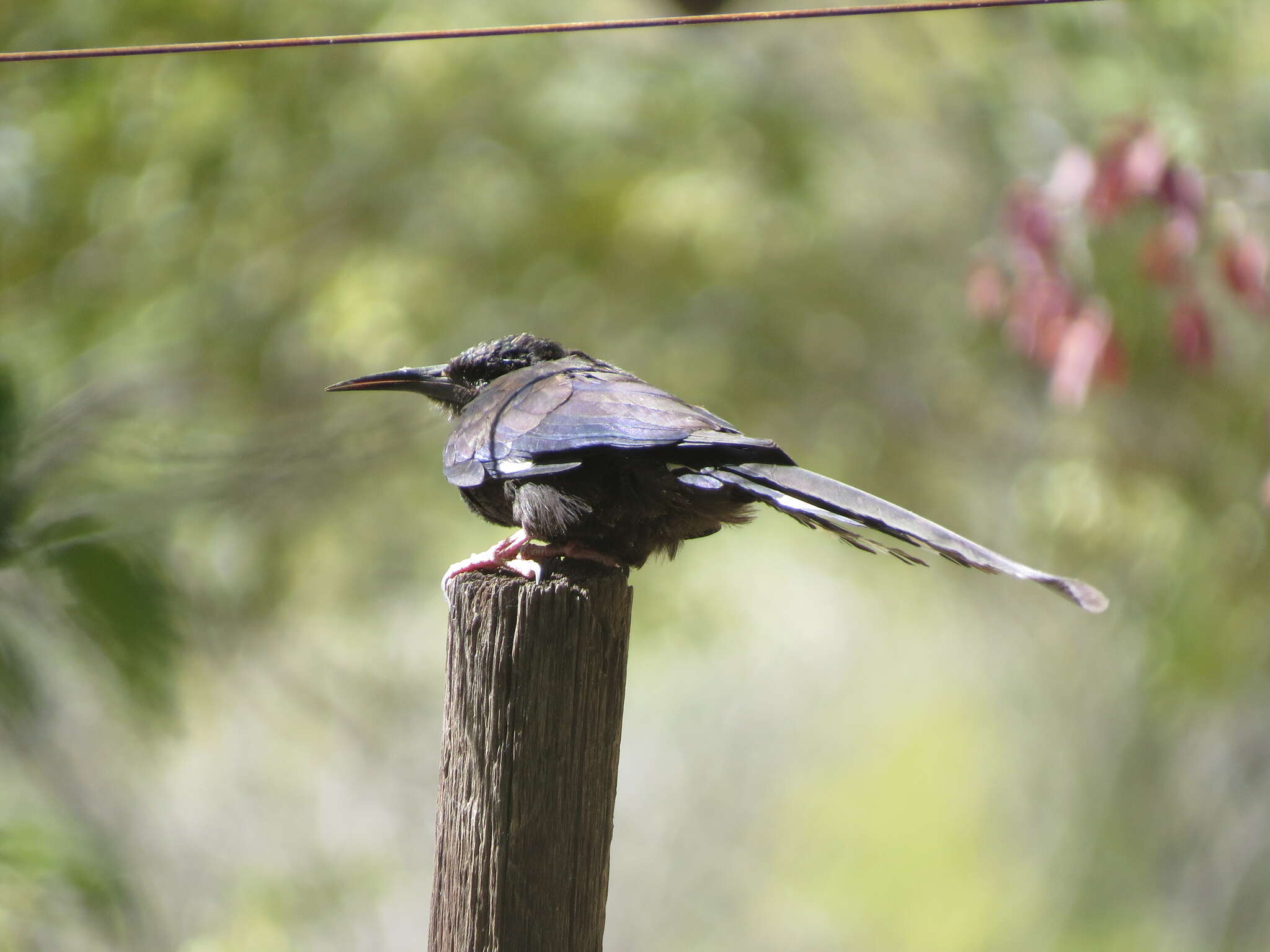 Image of Violet Wood Hoopoe