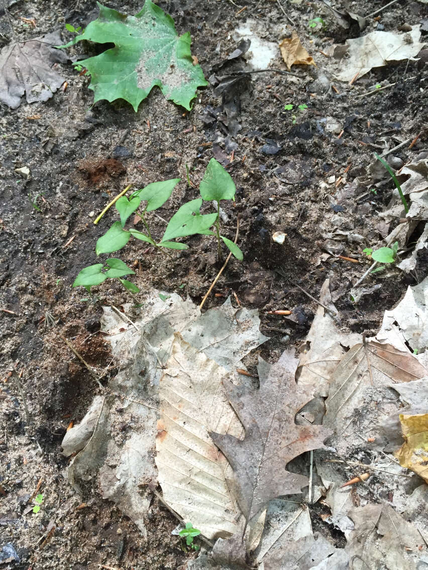 صورة Fallopia convolvulus (L.) A. Löve