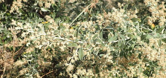 صورة Tarchonanthus camphoratus L.