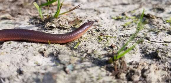 Image of Carphophis amoenus helenae (Kennicott 1859)