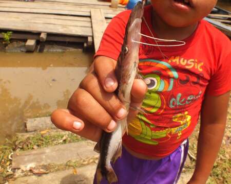 Image of Slender shovelnose catfish