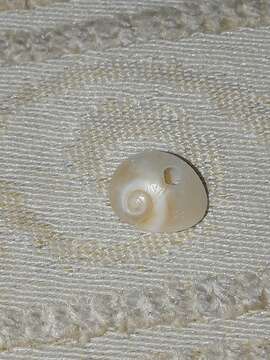 Image of Josephine's moonsnail