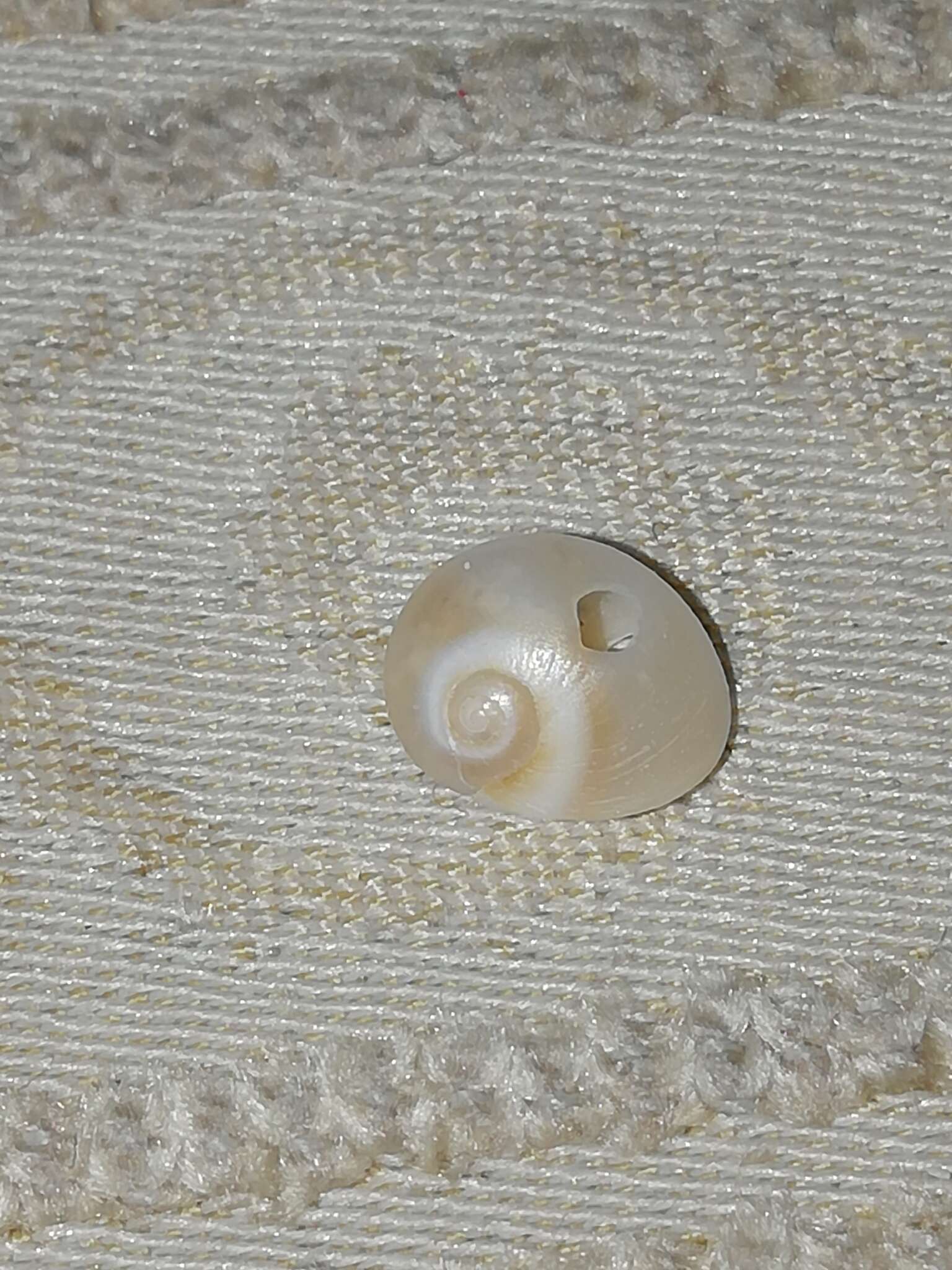 Image of Josephine's moonsnail