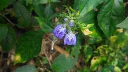 Image of Rungia taiwanensis Yamazaki