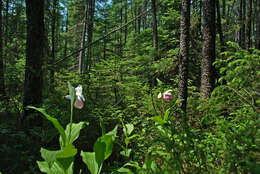 Image of Showy lady's slipper