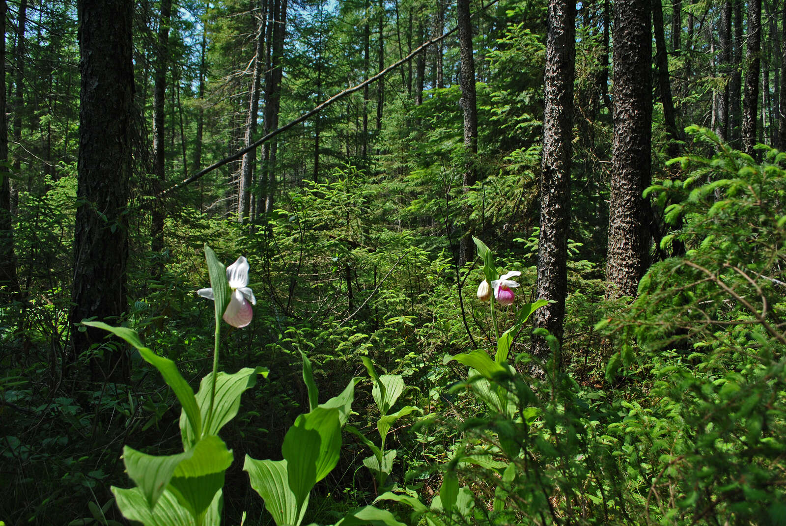 Image of Showy lady's slipper