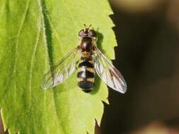 Image of <i>Meligramma triangulifera</i>