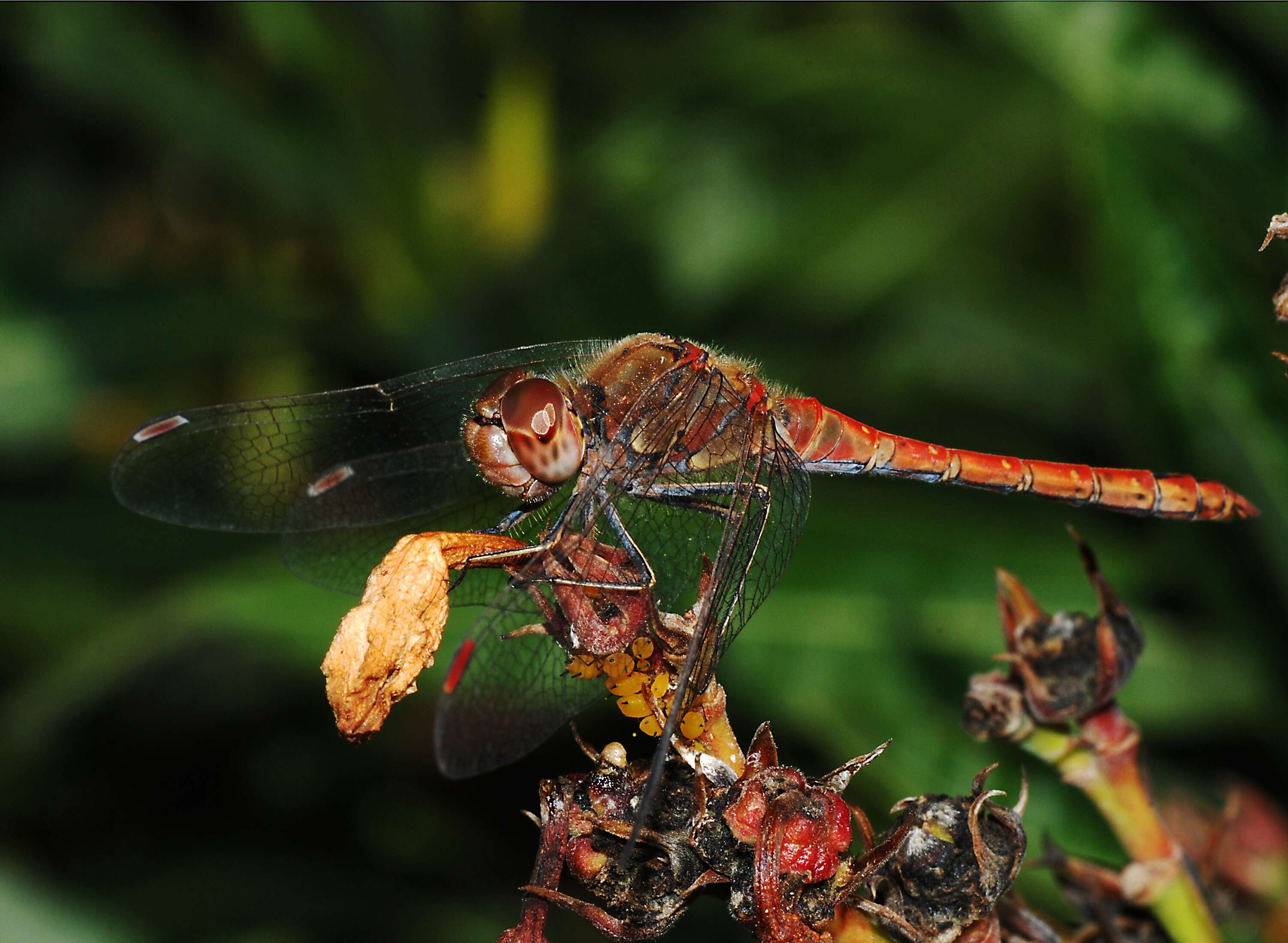 Image of Common Darter