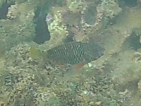 Image of Yellowtail parrotfish