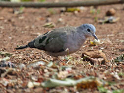 Image of Emerald-spotted Dove