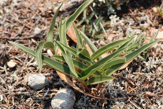 Image of Commelina lanceolata R. Br.