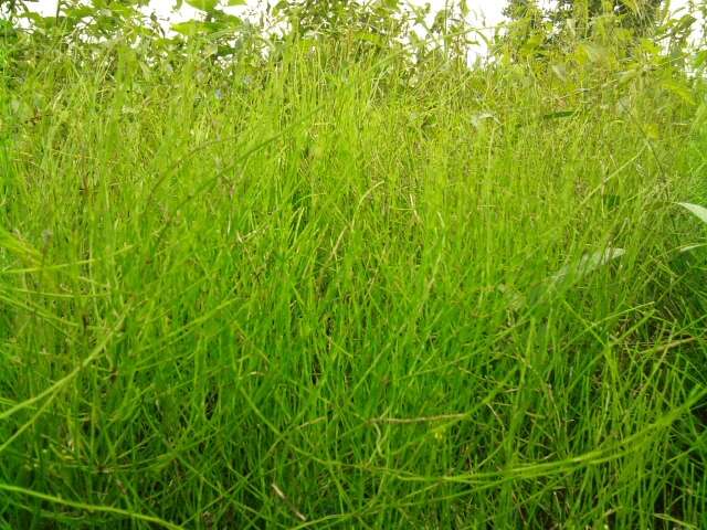 Image of field horsetail