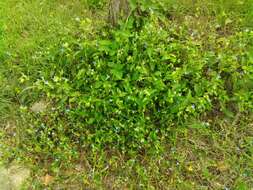 Image of Asiatic dayflower