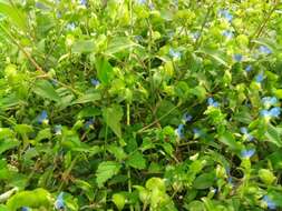 Image of Asiatic dayflower