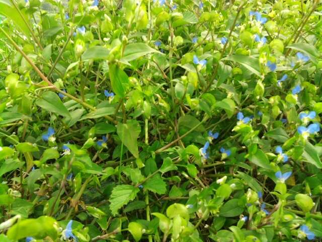 Image of Asiatic dayflower