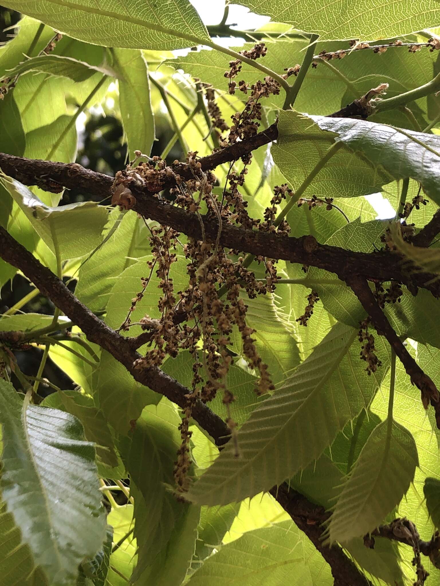 Image de Quercus acutissima Carruth.