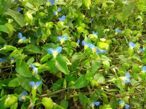 Image of Asiatic dayflower