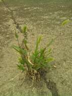 Image of green bristlegrass