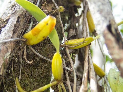 Image of Pom-pom Orchid