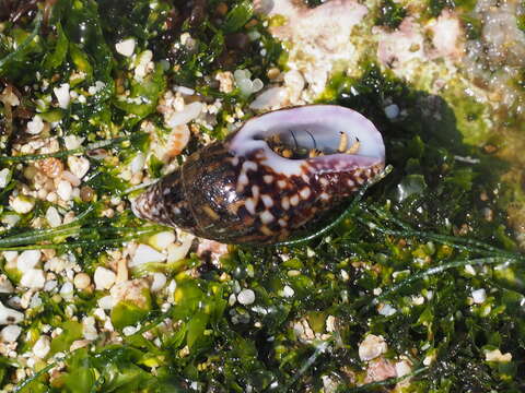 Image of Anachis fasciata (G. B. Sowerby I 1825)