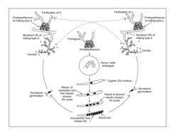 Image of Neurospora