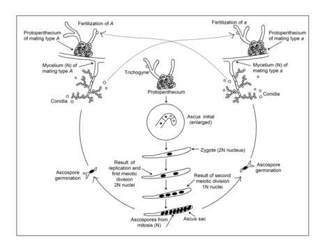 Plancia ëd Neurospora