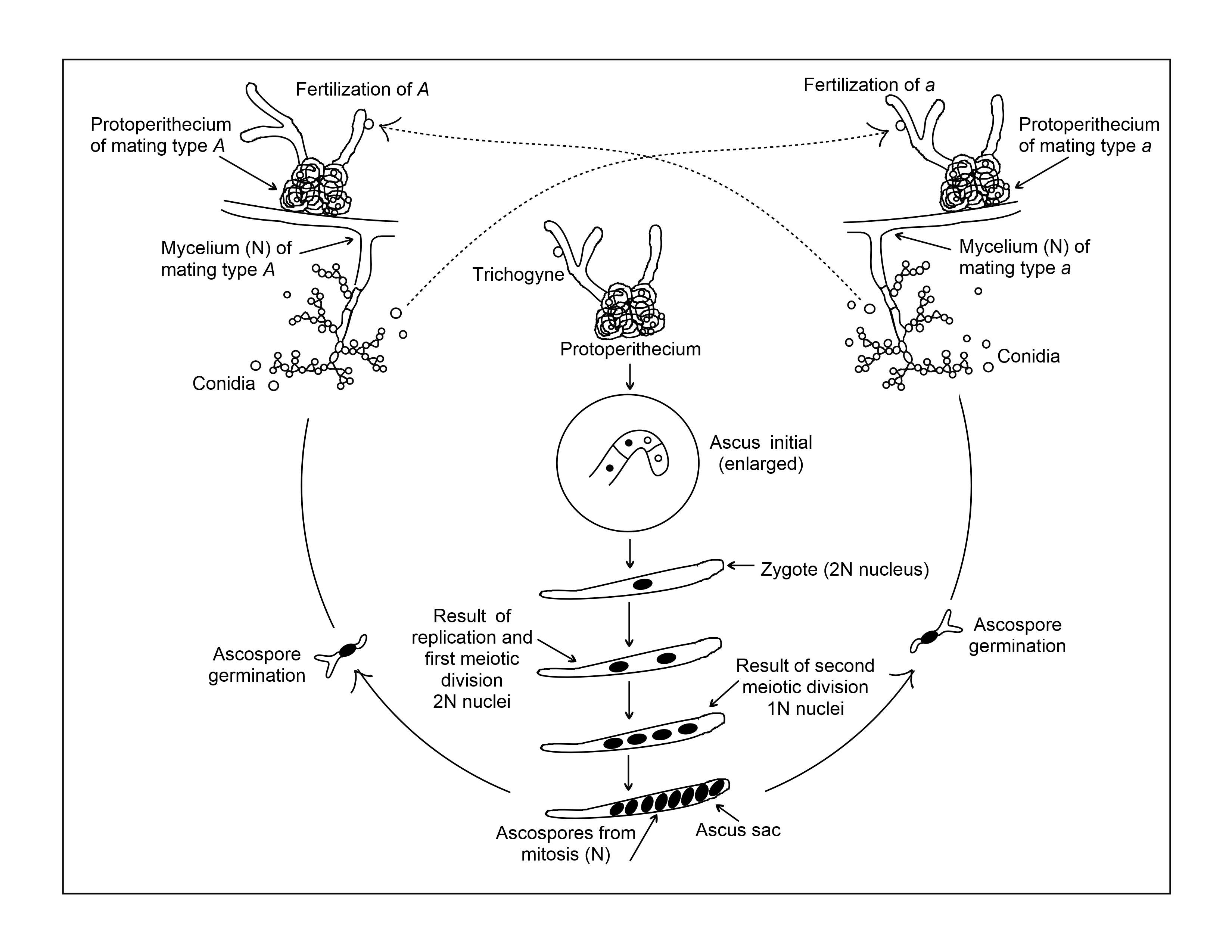 Image of Neurospora