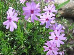 Image of moss phlox