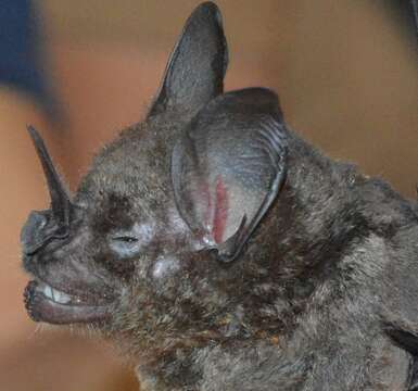 Image of lesser spear-nosed bat