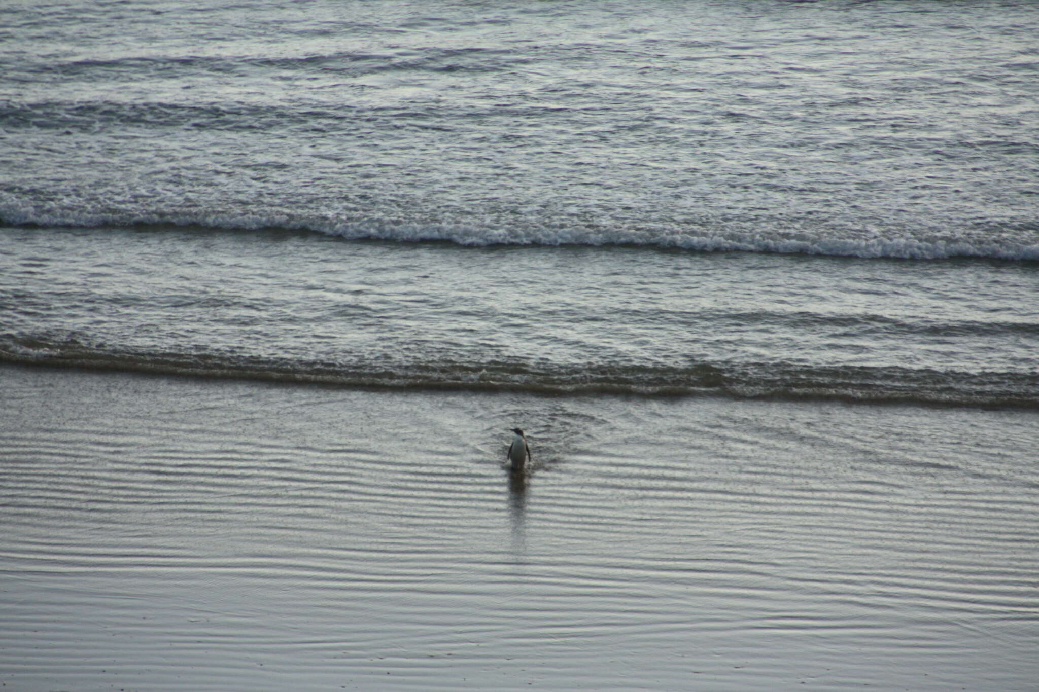 Image of Yellow-eyed Penguins