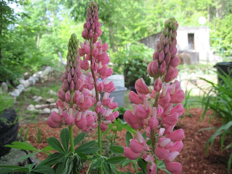 Plancia ëd Lupinus polyphyllus Lindl.