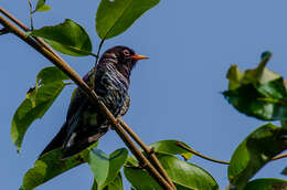 Image of Violet Cuckoo