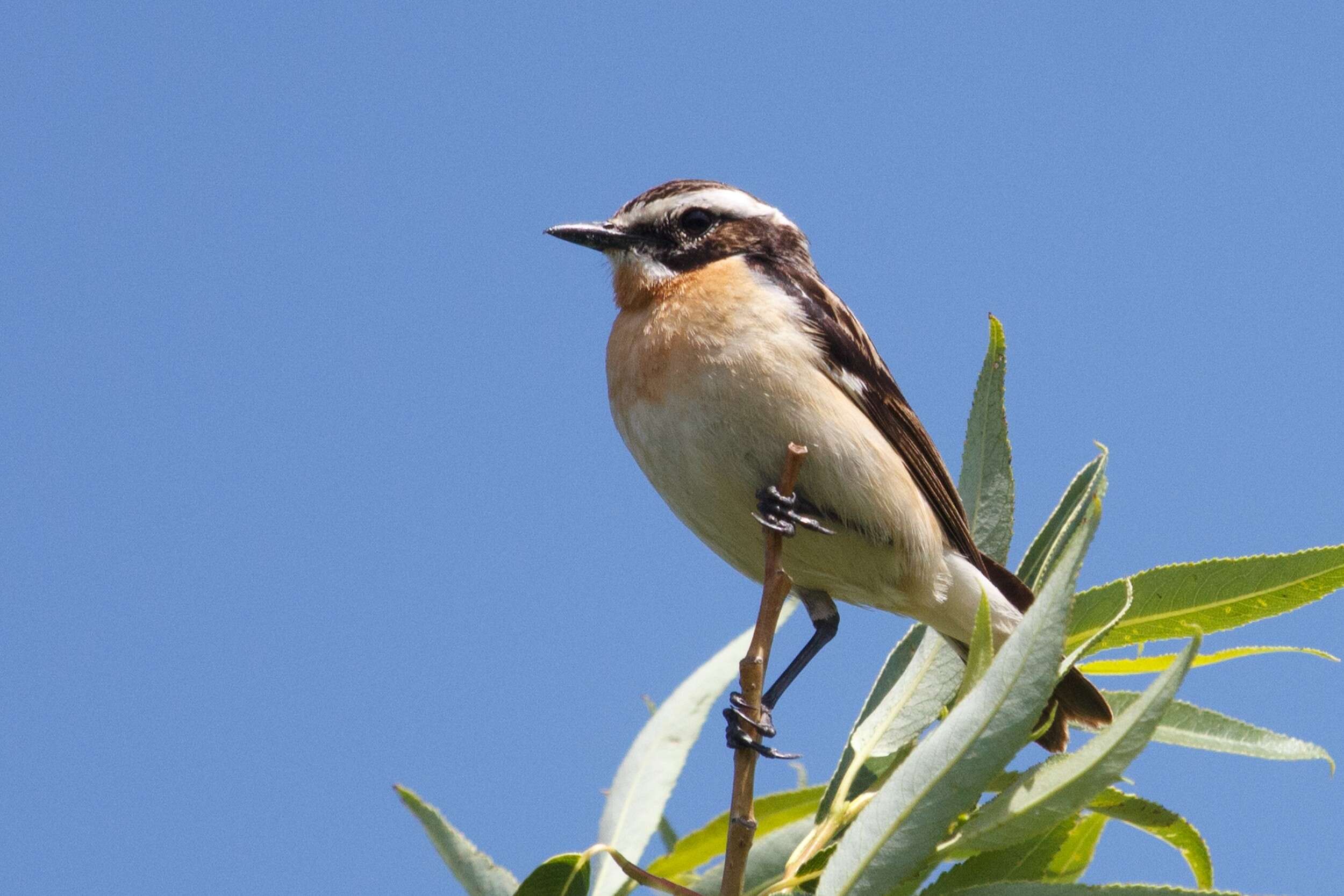 Image of Whinchat