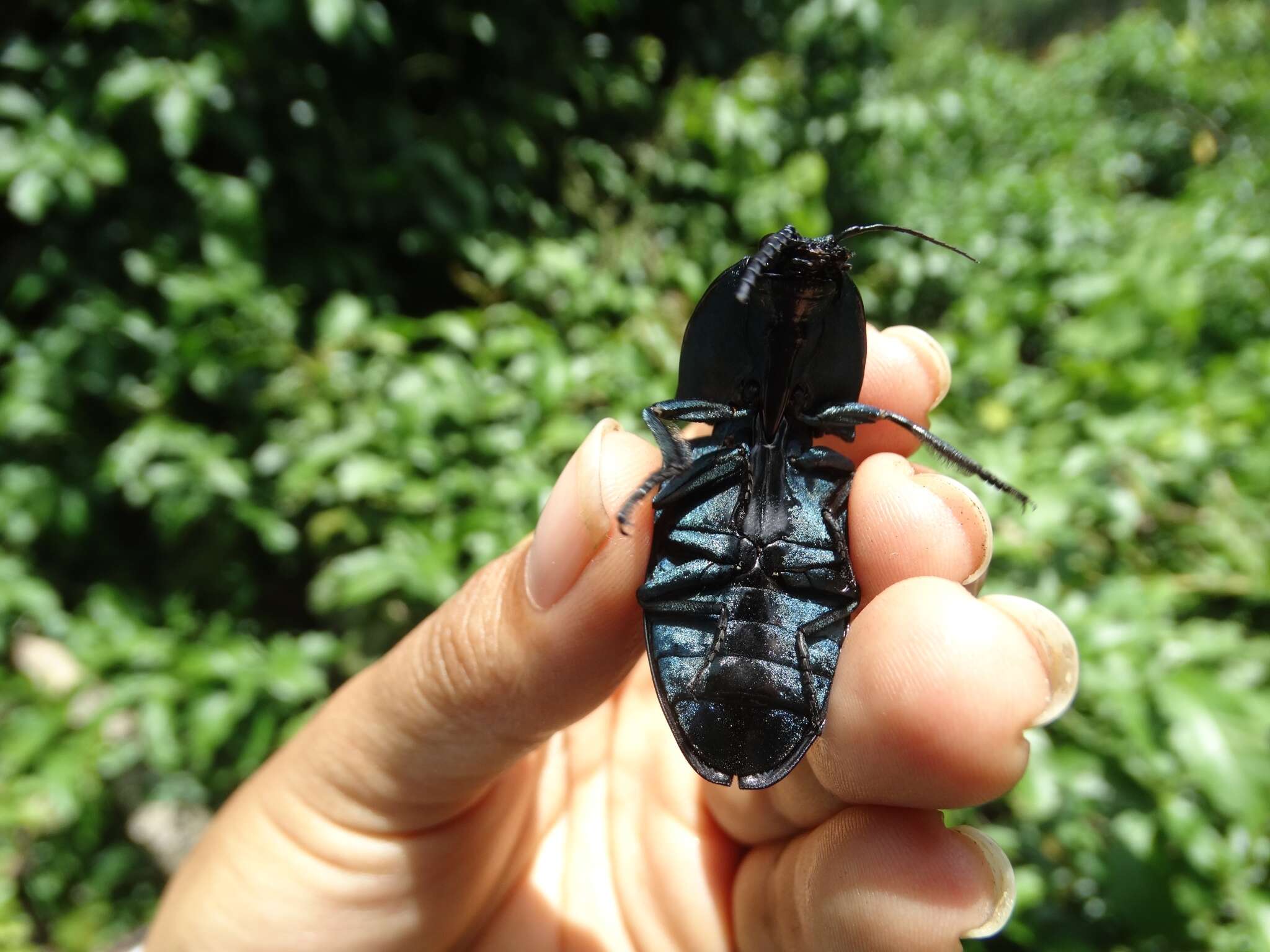 Image of Chalcolepidius lacordairei