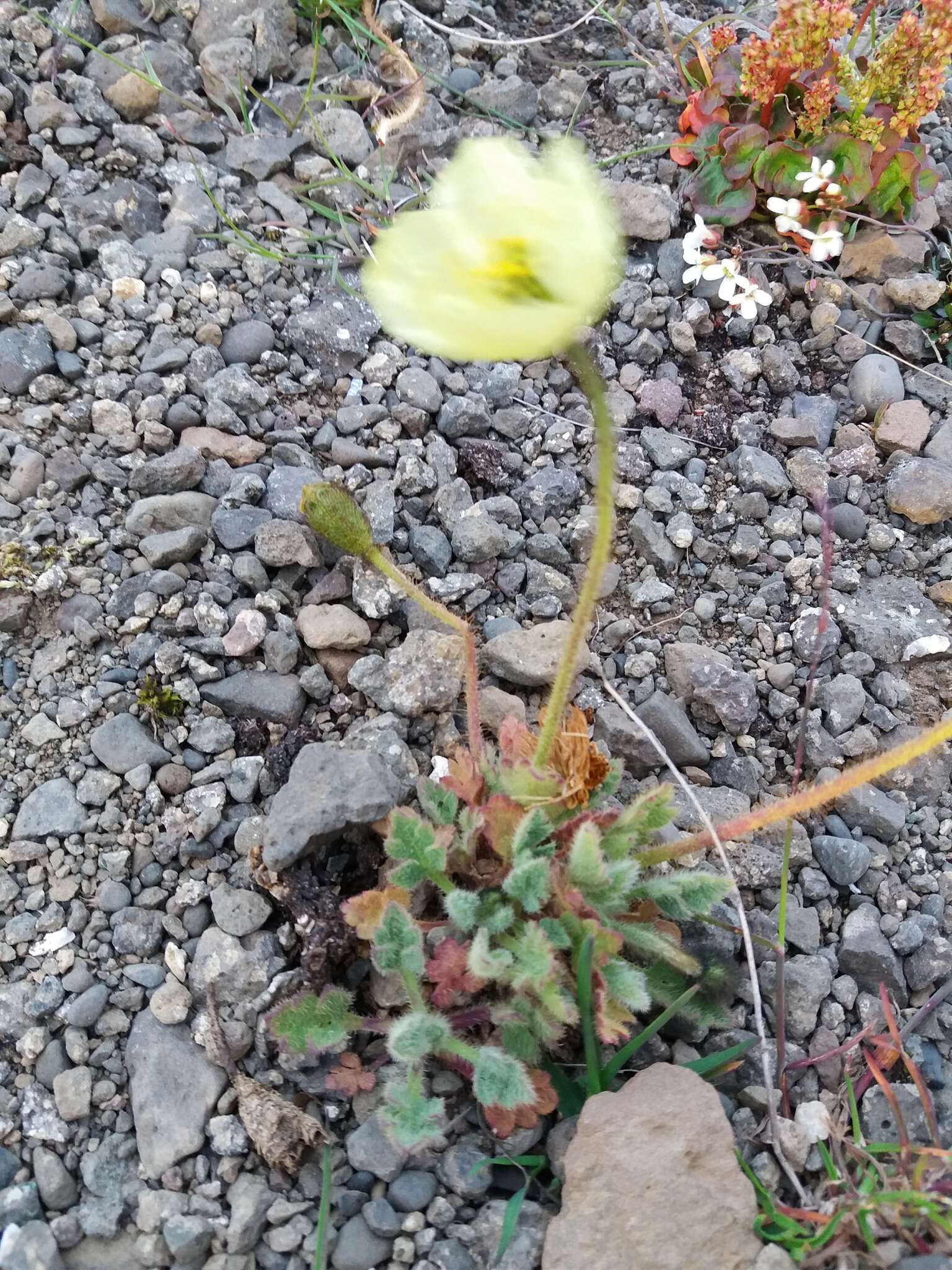 Image of Arctic poppy