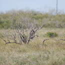 Image of Northern Aplomado Falcon