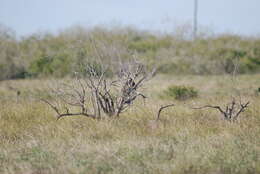 Image of Northern Aplomado Falcon