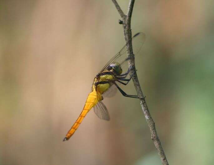 Image of Lyriothemis bivittata (Rambur 1842)