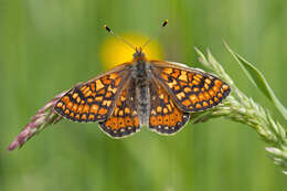 Plancia ëd Euphydryas aurinia