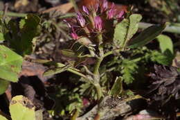 Imagem de Trifolium spumosum L.