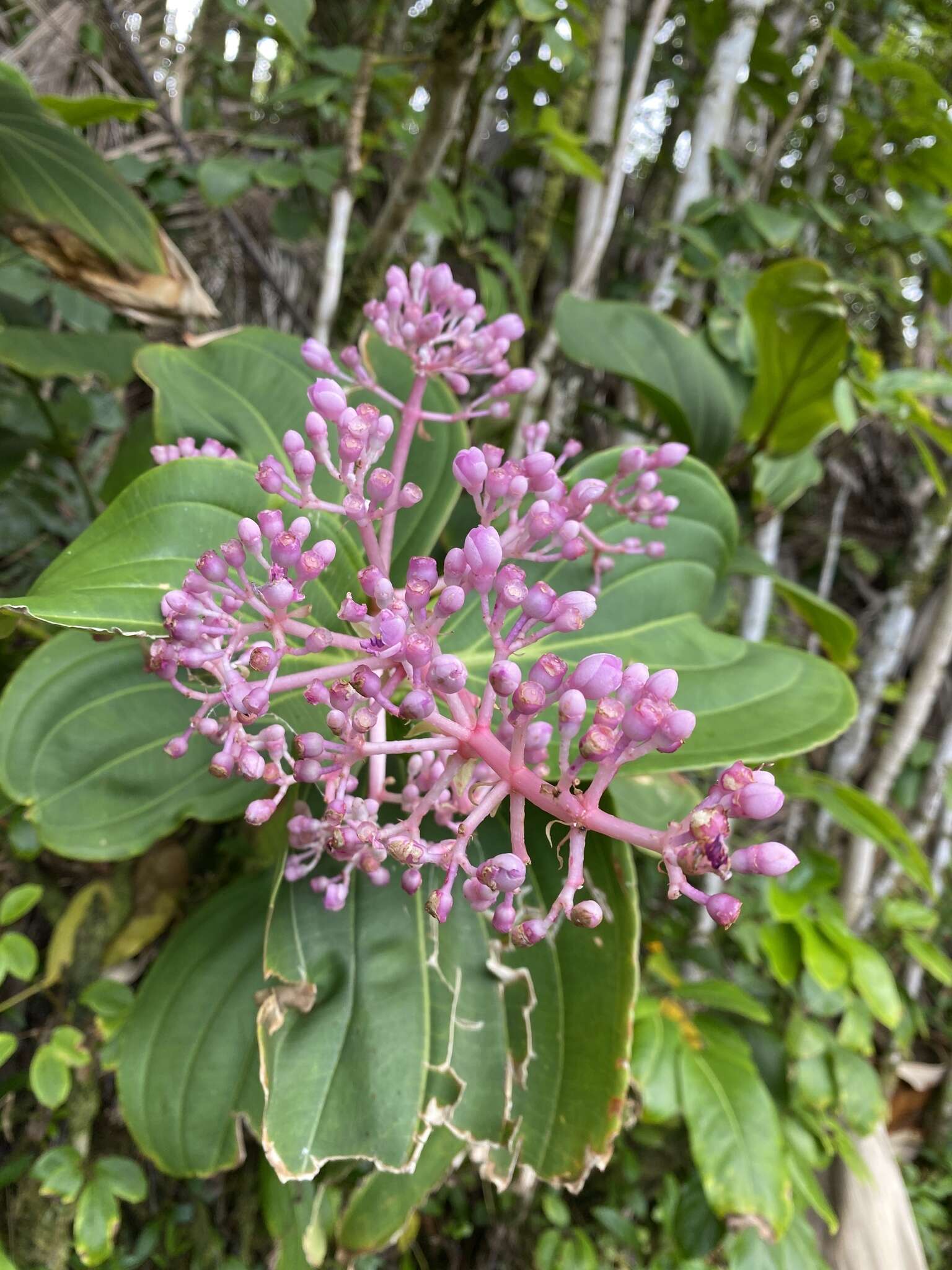 Image of Medinilla cumingii Naud.