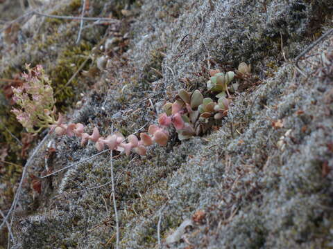 Image of Heckner's stonecrop