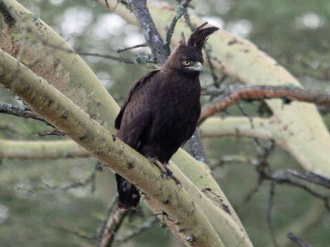 Image of Lophaetus Kaup 1847