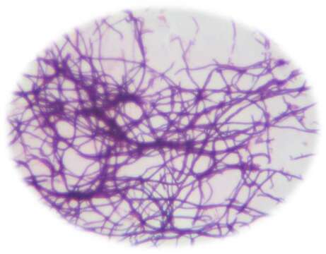 Image of Actinomycetales