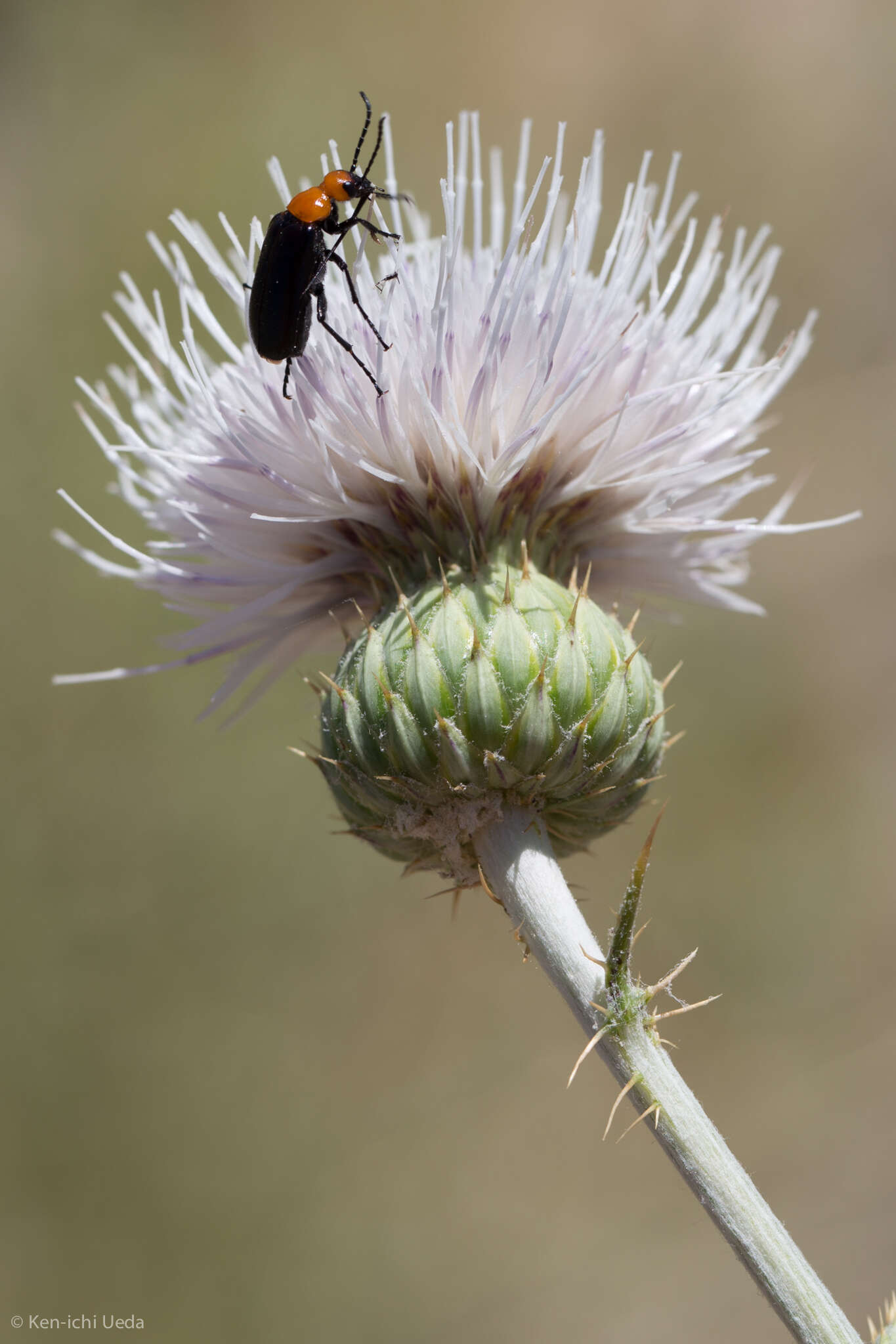 Plancia ëd Cirsium mohavense (Greene) Petr.