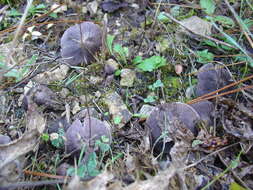 Image of Grey Agaric