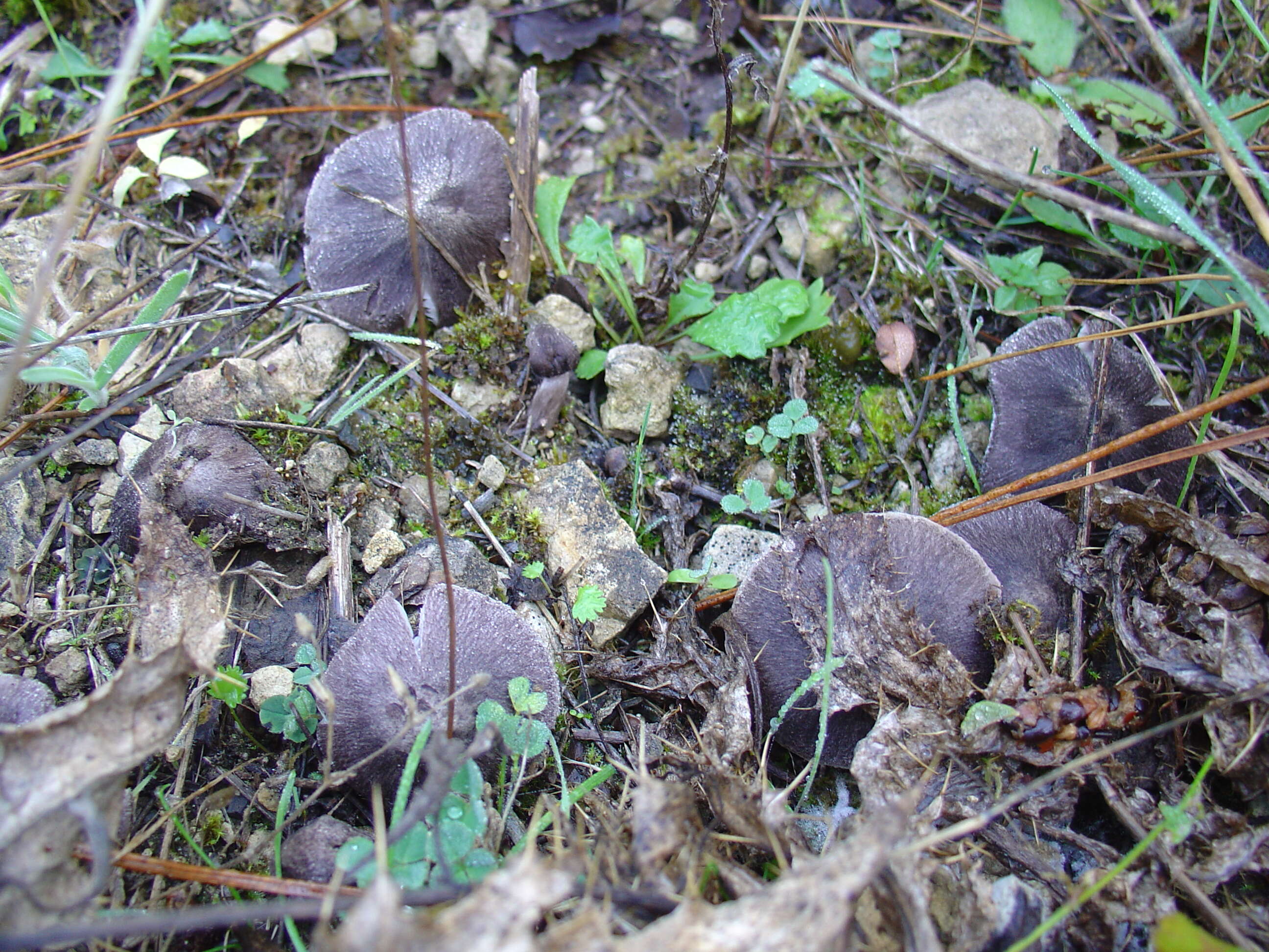 Image of Grey Agaric