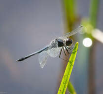 Слика од Celithemis verna Pritchard 1935